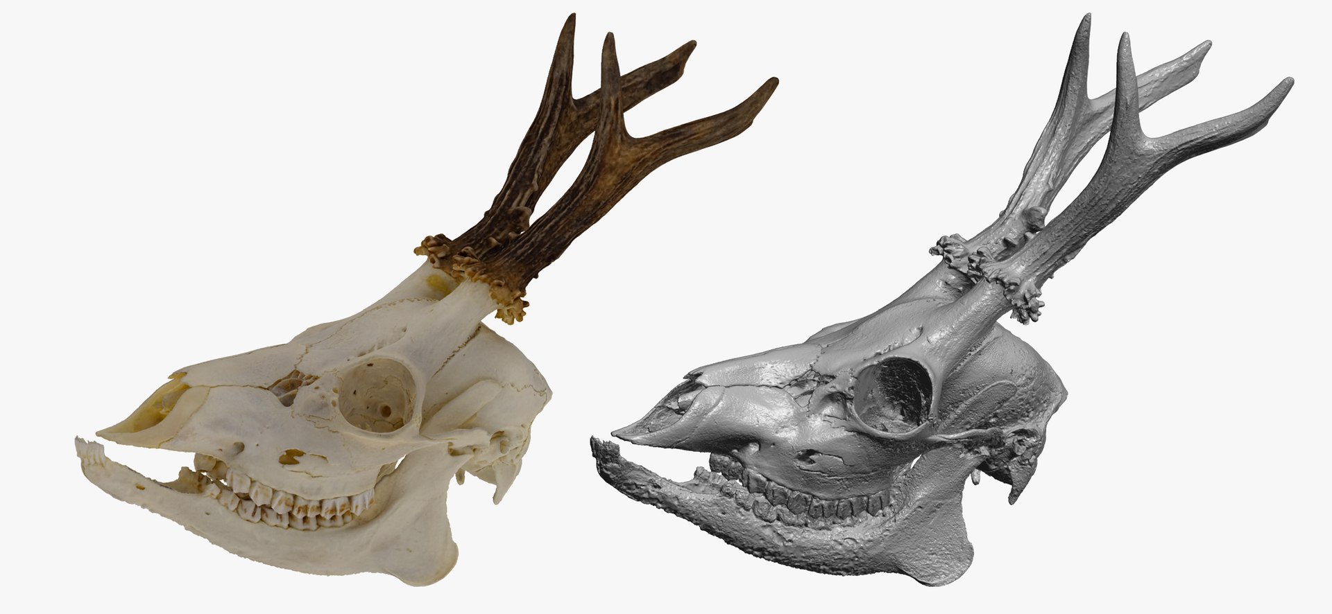 3D Roe Deer (Capreolus Capreolus) Skull 01 RAW Scan - TurboSquid