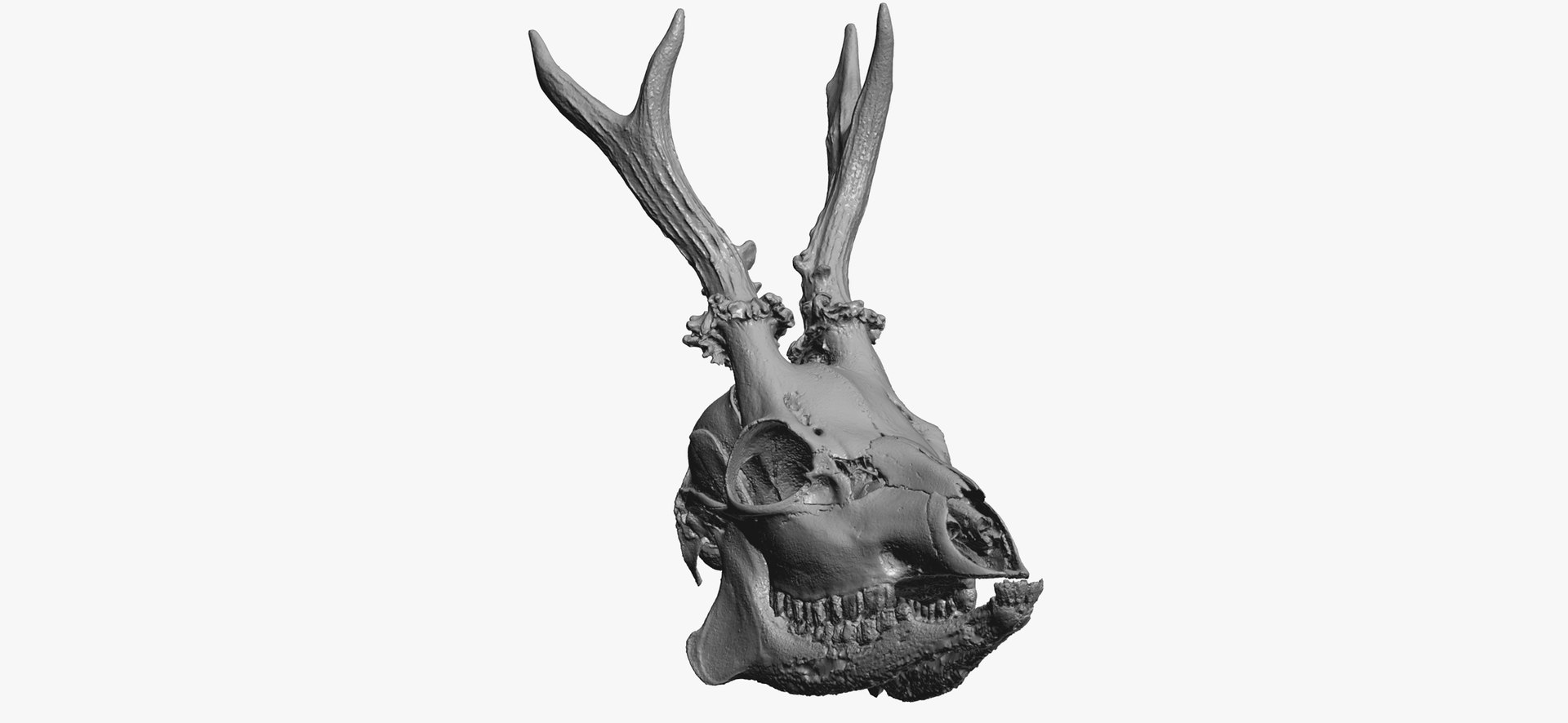 3D Roe Deer (Capreolus Capreolus) Skull 01 RAW Scan - TurboSquid 1752331