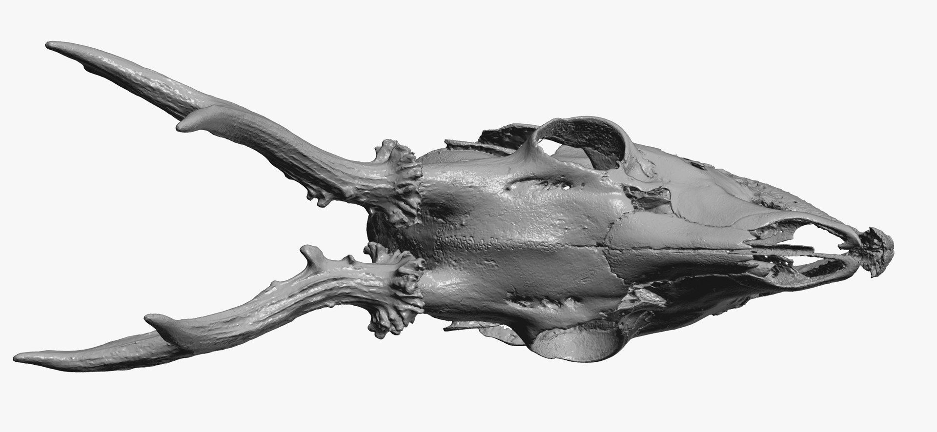 3D Roe Deer (Capreolus Capreolus) Skull 01 RAW Scan - TurboSquid 1752331