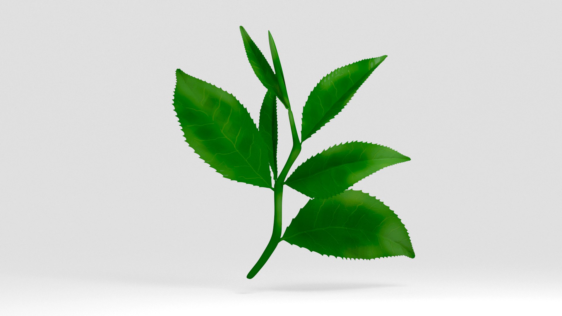 tea leaves 3D https://p.turbosquid.com/ts-thumb/eP/XLjb2s/1a/04/jpg/1765077155/1920x1080/fit_q87/9f11727a72ce73b52a036dc68e6ecf7cb284bd61/04.jpg