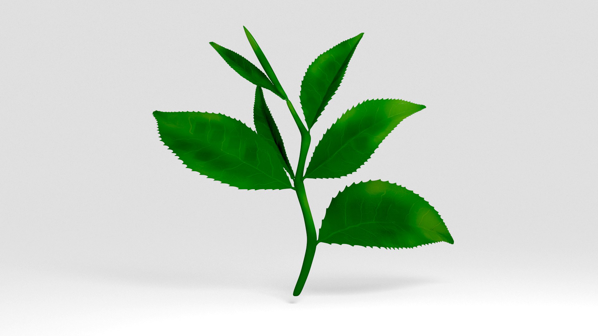 tea leaves 3D https://p.turbosquid.com/ts-thumb/eP/XLjb2s/56/02/jpg/1765077151/1920x1080/fit_q87/fff577a788fa32bdfbf01aa221546559cb83287f/02.jpg