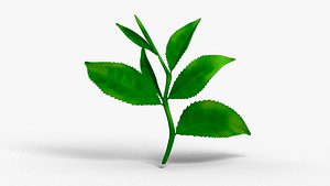 tea leaves 3D