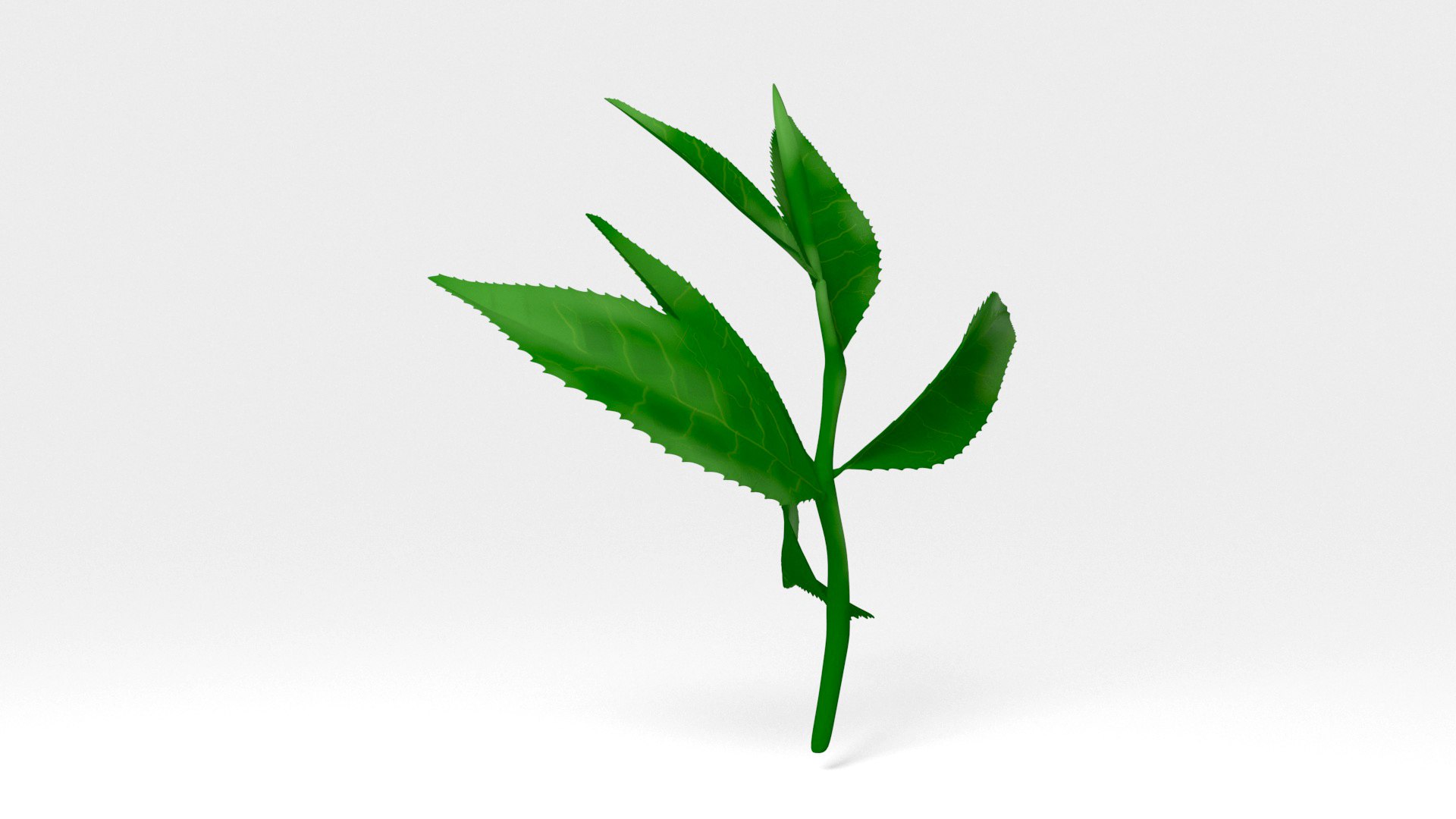 tea leaves 3D https://p.turbosquid.com/ts-thumb/eP/XLjb2s/Rf/06/jpg/1765077159/1920x1080/fit_q87/6fc8d7fcb19581ded6c160a229ac9915b7476c9a/06.jpg