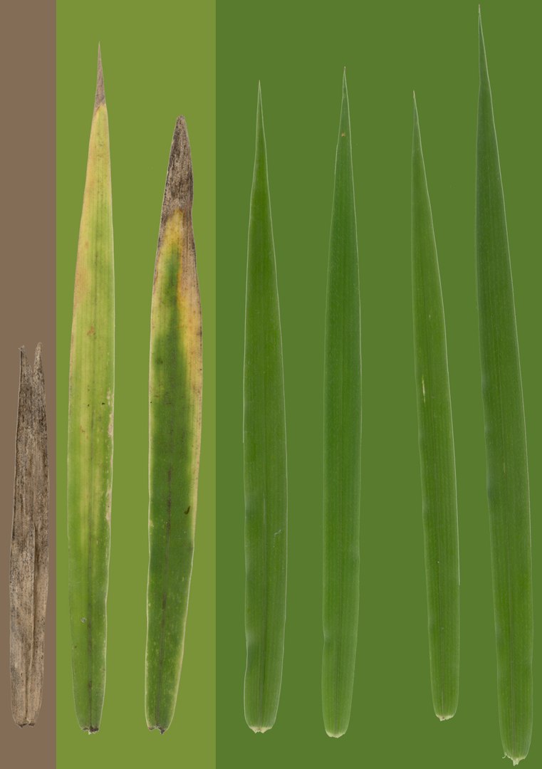 realistic lawn grass clump 3ds https://p.turbosquid.com/ts-thumb/eP/jeUfjA/0Xz9BFBa/grass_blades/jpg/1456687668/1920x1080/fit_q87/7bde766594dc2a9b322989c7099c0c36716f59c5/grass_blades.jpg