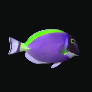 3D powder tang perple