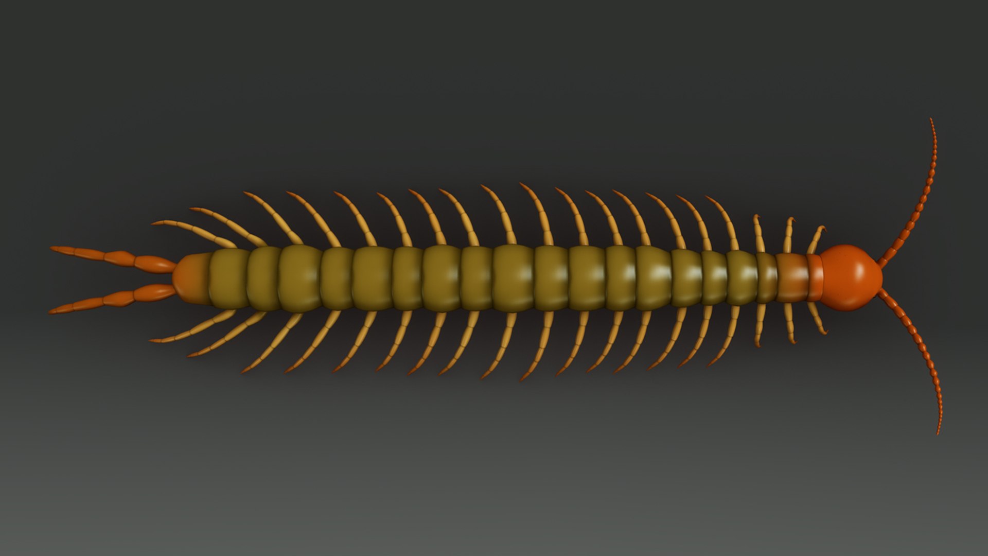 obj centipedes https://p.turbosquid.com/ts-thumb/eP/oLjIsi/8Z81CkT3/b0355centipede_top.0001/jpg/1472806744/1920x1080/fit_q87/de6a3c25d198c41fc6240880644263d412af883f/b0355centipede_top.0001.jpg