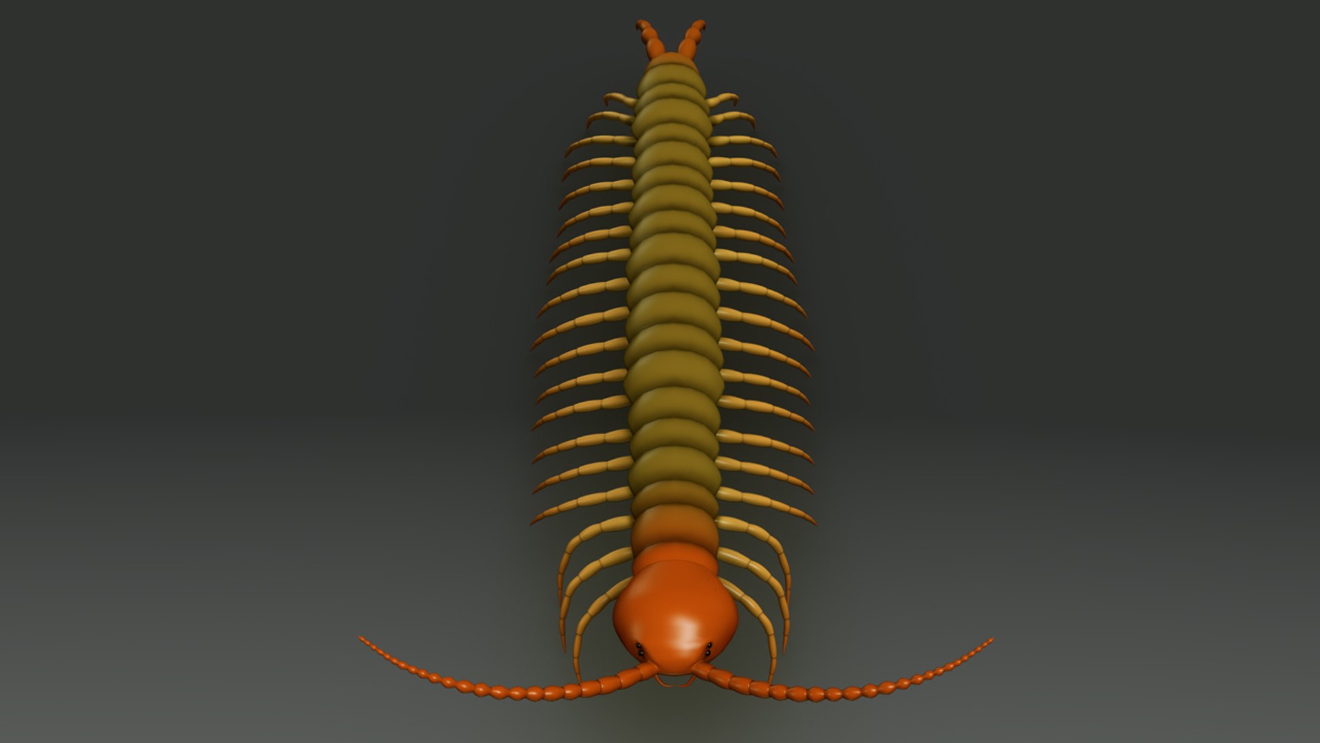 obj centipedes https://p.turbosquid.com/ts-thumb/eP/oLjIsi/KI5U4onb/b0355centipede_front.0001/jpg/1472806744/1920x1080/fit_q87/55cecd6b2192828c6ef102a4628e6c41a6ee5ee9/b0355centipede_front.0001.jpg