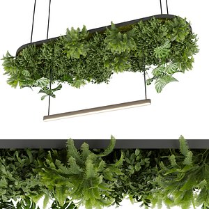 Collection plant vol 648 - Hanging - Ampelous - Fern - bush 3D model
