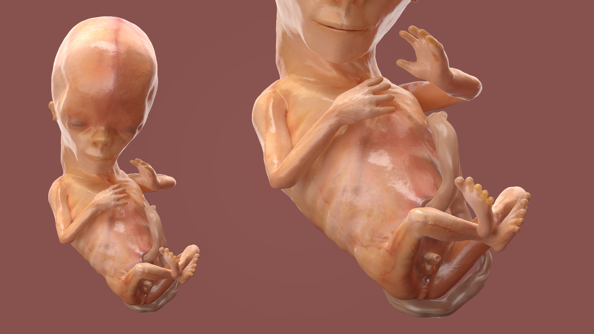 3D Human Fetus 12 Weeks Rigged For Modo - TurboSquid 1718225
