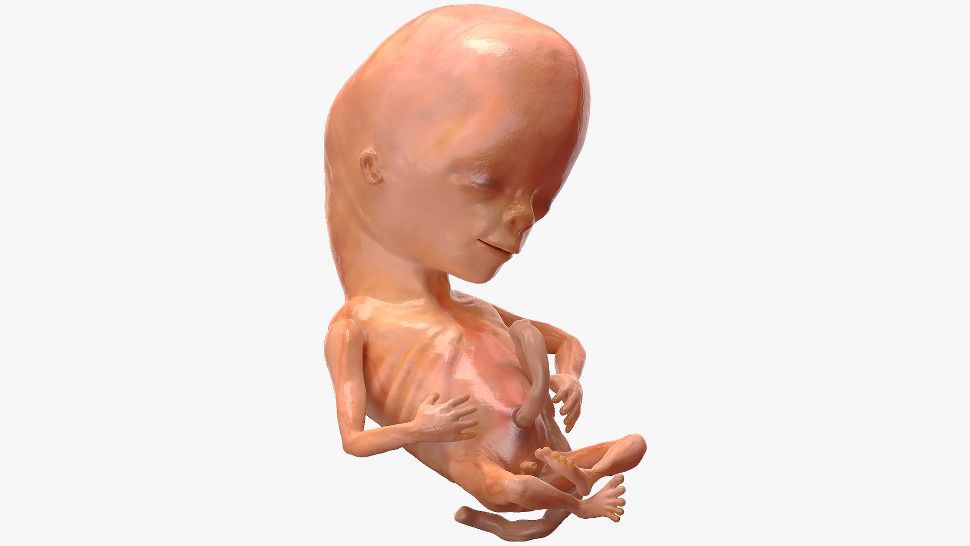 Human Fetus 12 Weeks Rigged for Modo 3D model preview