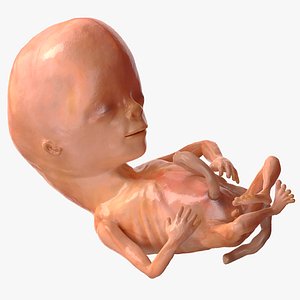 3D Human Fetus 12 Weeks Rigged for Modo