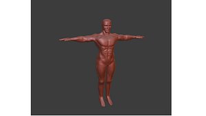 Human Base Medium Poly