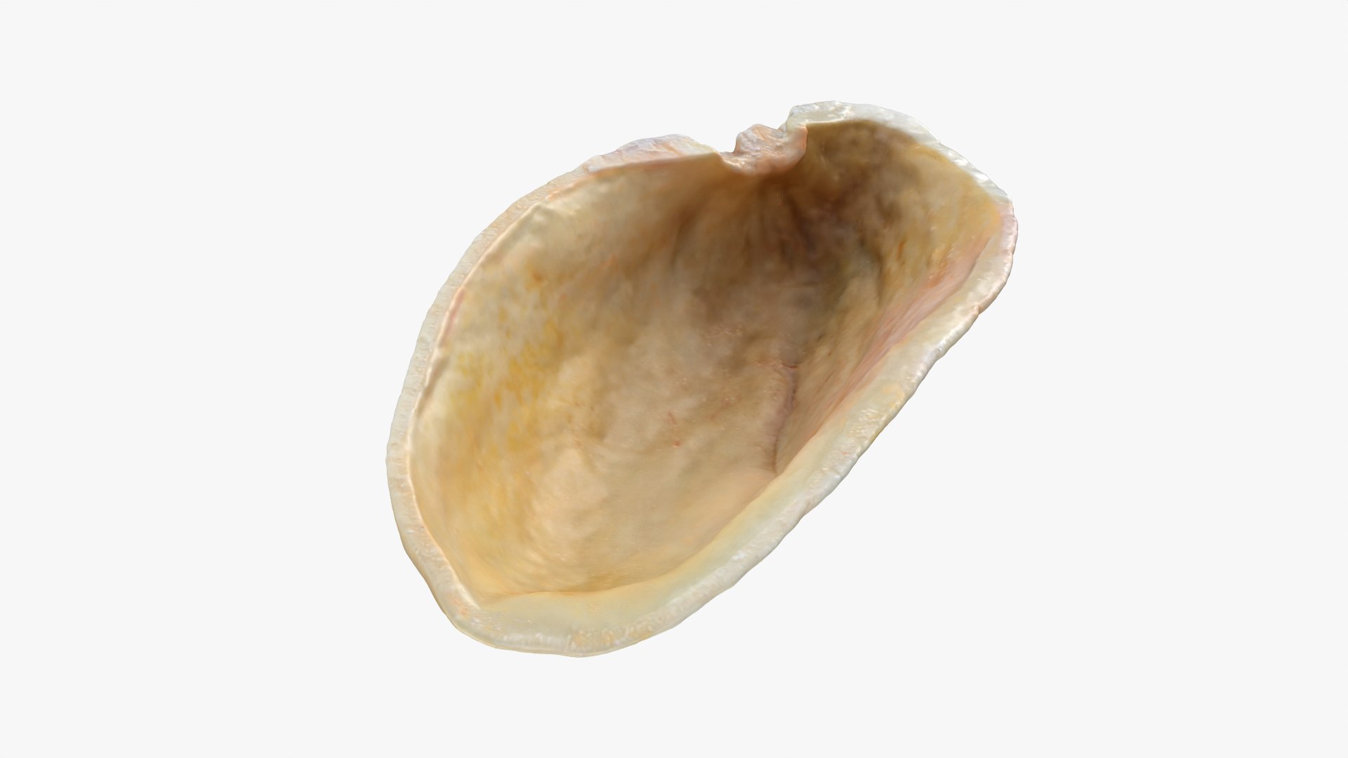 3D Empty Pistachio Shell 02 Raw Scan https://p.turbosquid.com/ts-thumb/eQ/Fg6ctJ/z2/pistachioshell2_0004/png/1755085733/1920x1080/fit_q87/b1f637d1ead0428525c811a8548ca1bac55e2155/pistachioshell2_0004.jpg