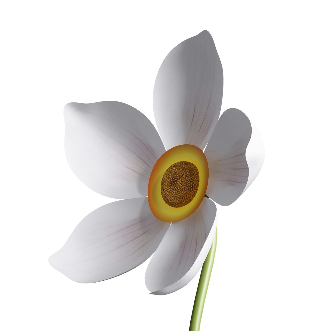 Flower in a jug Anemone 3D model https://p.turbosquid.com/ts-thumb/eQ/Hbx6ik/D3/c0014/jpg/1734207965/1920x1080/fit_q87/3a6b41e1aa6e2eab82c4d8d57f8b8079797c6c71/c0014.jpg