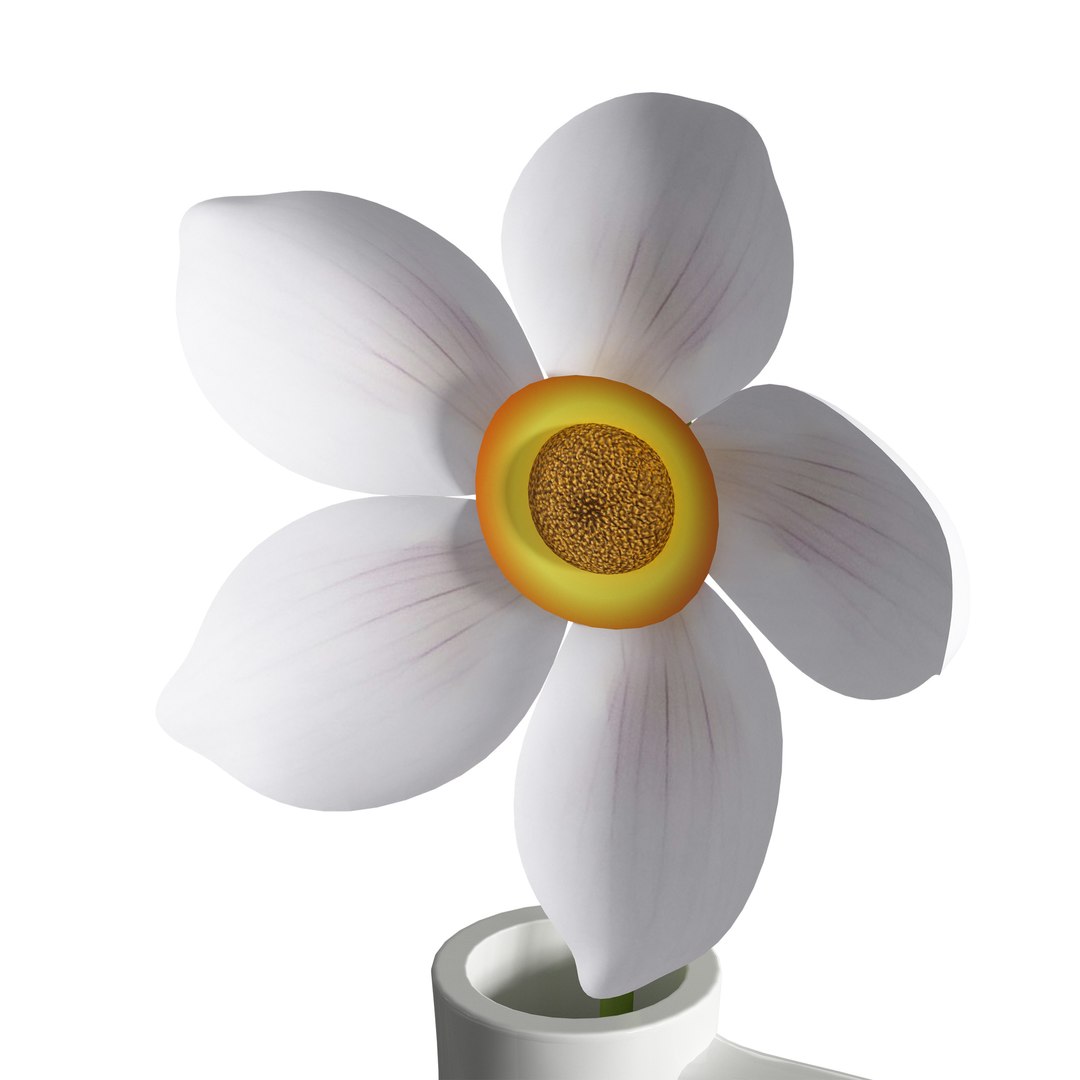 Flower in a jug Anemone 3D model https://p.turbosquid.com/ts-thumb/eQ/Hbx6ik/pi/c0015/jpg/1734207967/1920x1080/fit_q87/c14bf1e09e1da8dbb104b425c5232070be465479/c0015.jpg