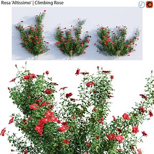 3D Rosa Altissimo 01 model