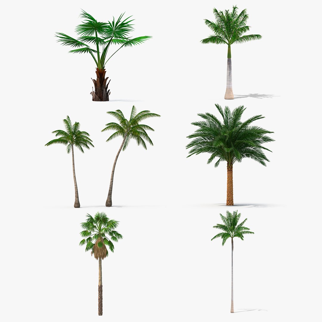 Palms Collection 3 3D model preview