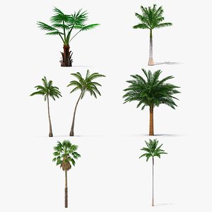 3D palms 3