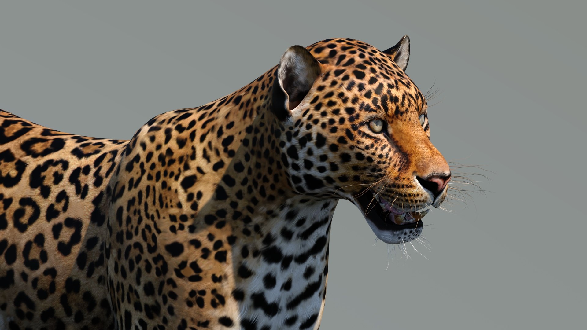 3d cat leopard feline https://p.turbosquid.com/ts-thumb/eQ/RXhunO/27/leopard3dmodel13/jpg/1711198898/1920x1080/fit_q87/ff135a276e75eca656f389c7b55d87a19600fd31/leopard3dmodel13.jpg
