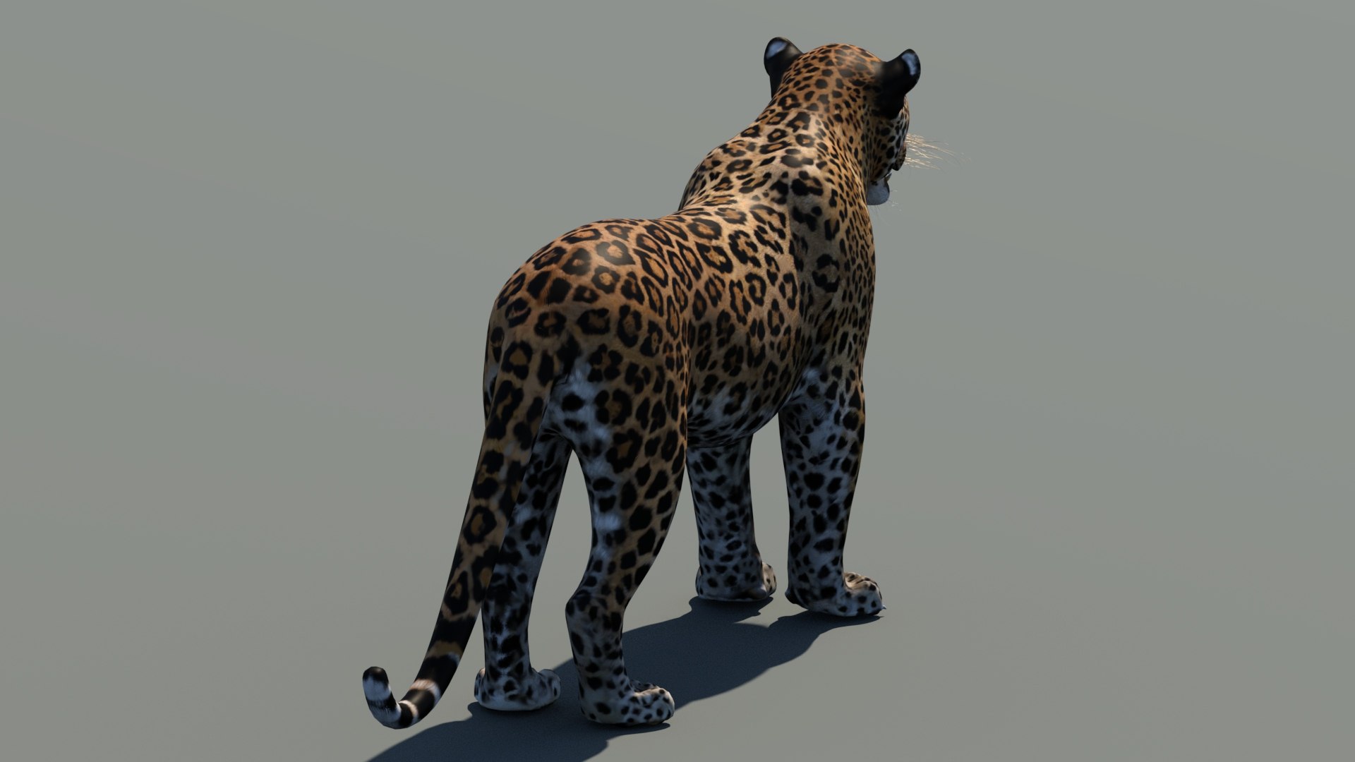 3d cat leopard feline https://p.turbosquid.com/ts-thumb/eQ/RXhunO/8K/leopard3dmodel08/jpg/1711198895/1920x1080/fit_q87/42f700b825787140b3c35b9b1106347c0478008b/leopard3dmodel08.jpg
