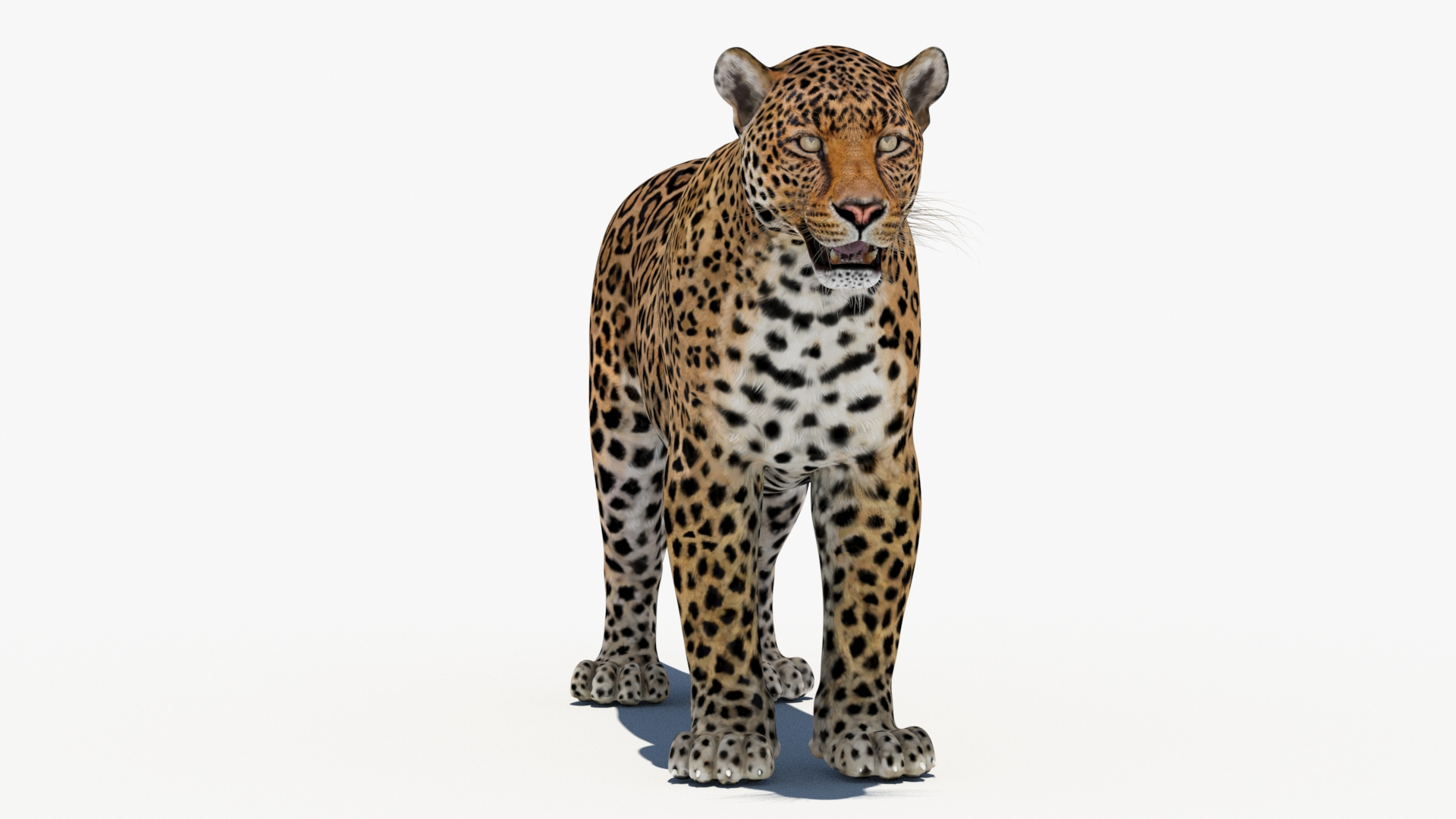 3d cat leopard feline https://p.turbosquid.com/ts-thumb/eQ/RXhunO/CK/leopard3dmodel/jpg/1689766958/1920x1080/turn_fit_q99/ed85d1a6748c4abaff106b407aa8d6df3d0f0ba5/leopard3dmodel-1.jpg