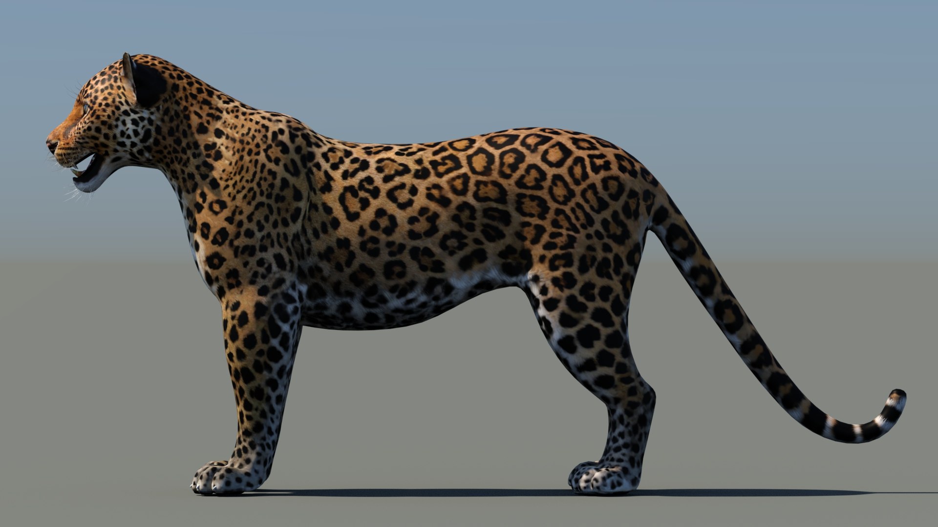 3d cat leopard feline https://p.turbosquid.com/ts-thumb/eQ/RXhunO/IU/leopard3dmodel09/jpg/1711198895/1920x1080/fit_q87/45cbbb3f895f1d684e038ef0fc479f53999a91f7/leopard3dmodel09.jpg