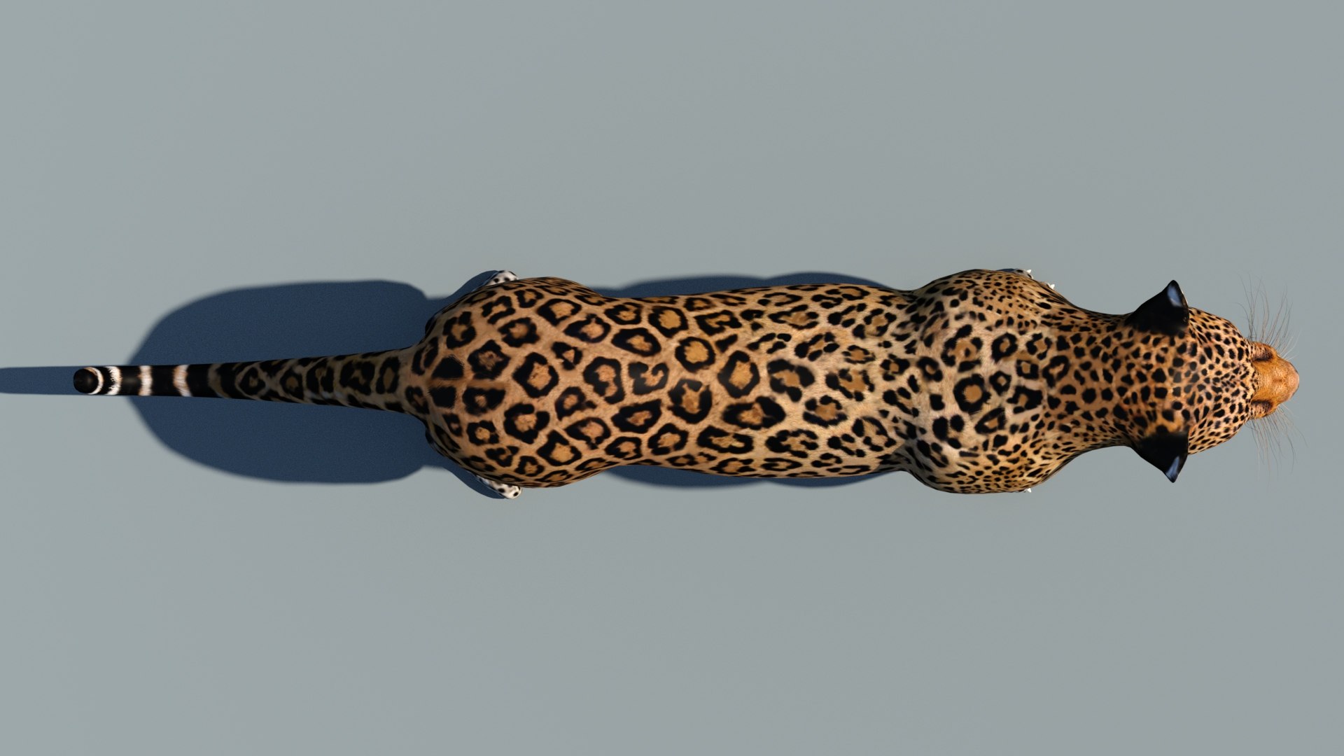 3d cat leopard feline https://p.turbosquid.com/ts-thumb/eQ/RXhunO/Ub/leopard3dmodel10/jpg/1711198896/1920x1080/fit_q87/1080a2549cb0035567c31d656324920c42be012d/leopard3dmodel10.jpg
