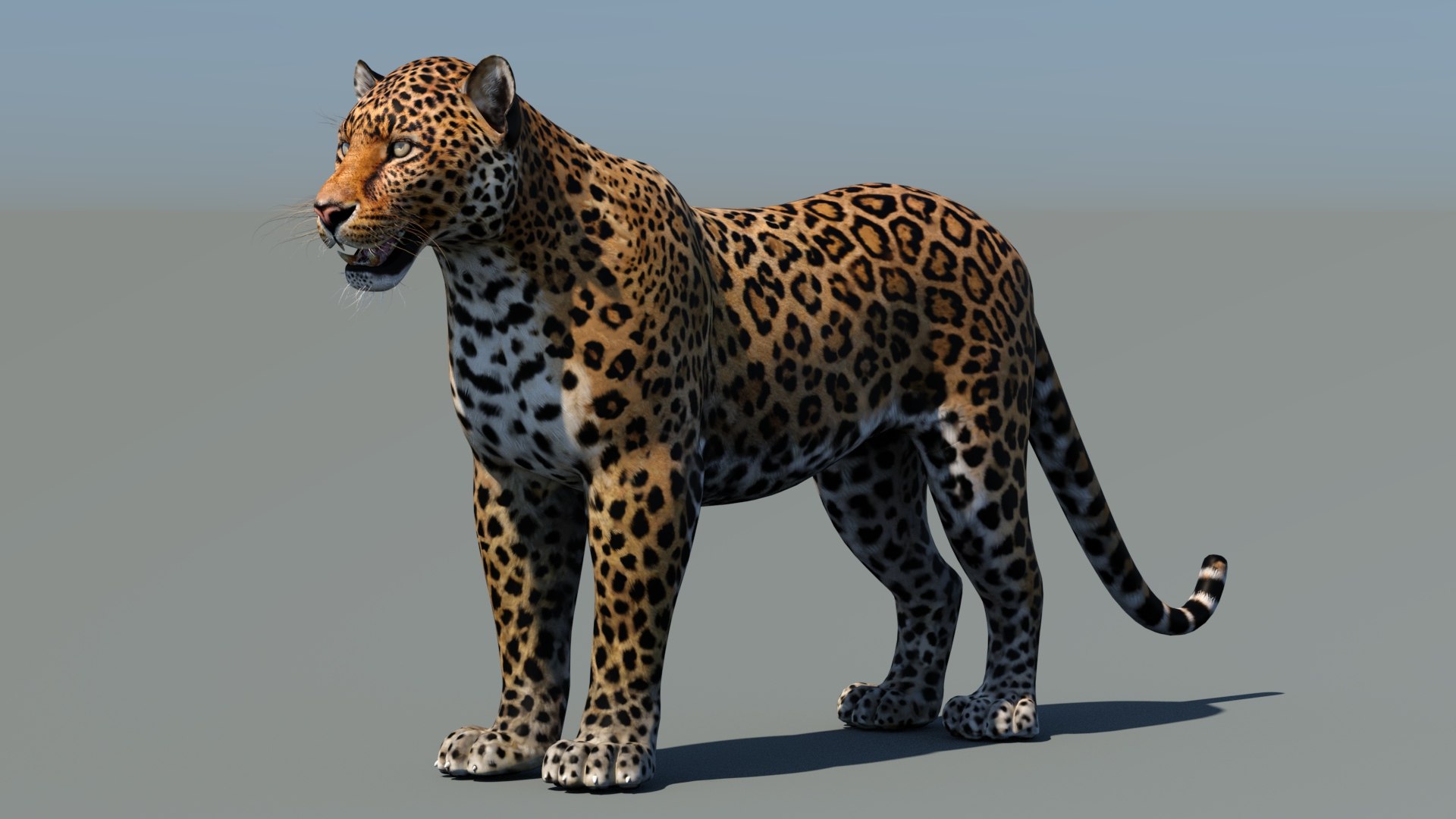 3d cat leopard feline https://p.turbosquid.com/ts-thumb/eQ/RXhunO/Z2/leopard3dmodel04/jpg/1711198893/1920x1080/fit_q87/e7ae01793a727e8c4ec8c16bba3d6106a61c2c0f/leopard3dmodel04.jpg