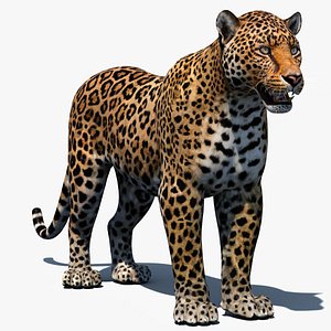 3d cat leopard feline