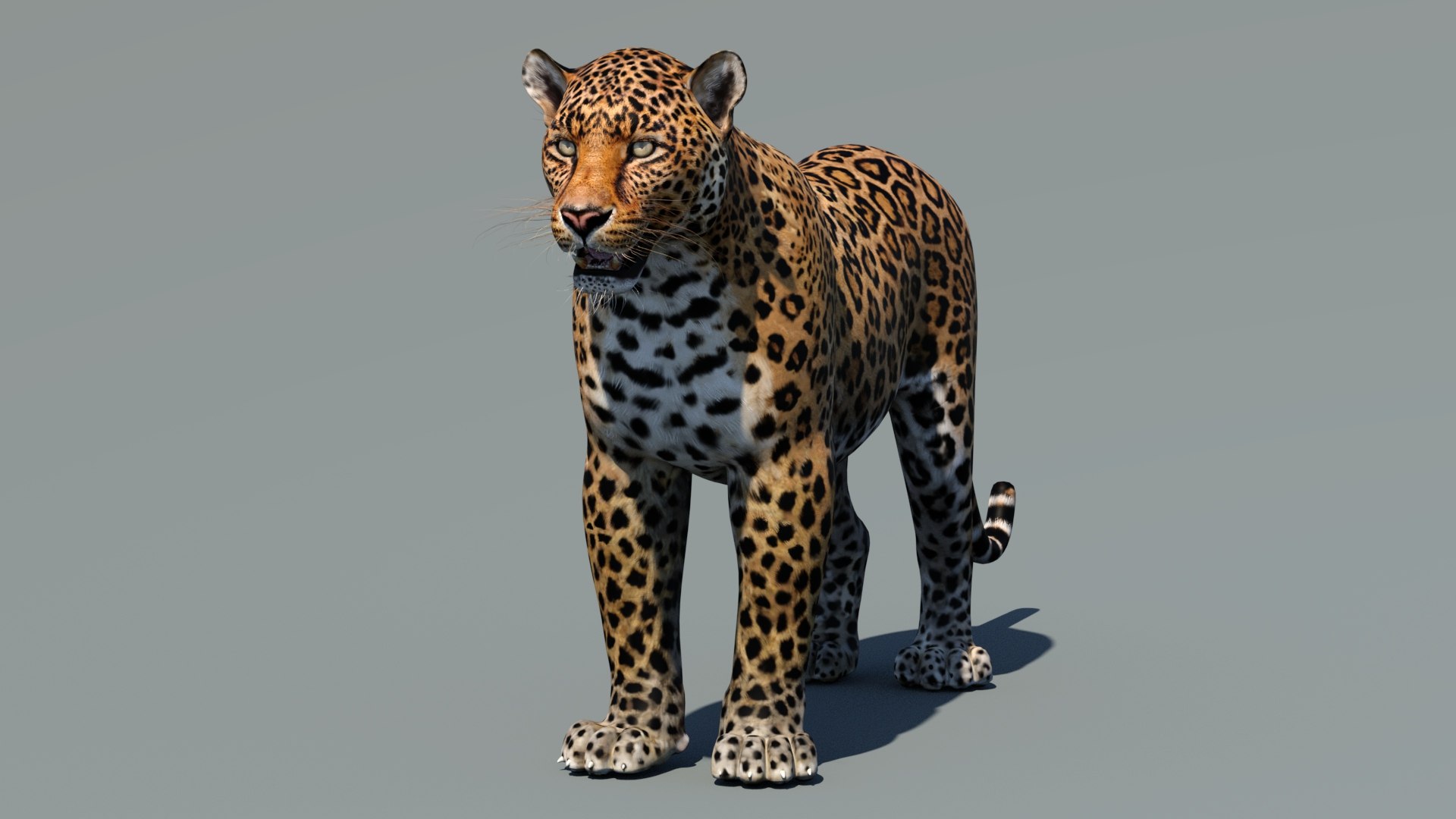 3d cat leopard feline https://p.turbosquid.com/ts-thumb/eQ/RXhunO/a1/leopard3dmodel03/jpg/1711198892/1920x1080/fit_q87/4b3b33ecb39618c09b58b9df4149a3d3462d4ff4/leopard3dmodel03.jpg