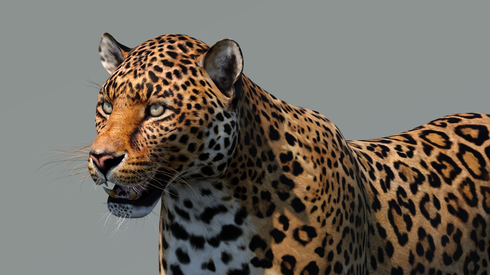 3d cat leopard feline https://p.turbosquid.com/ts-thumb/eQ/RXhunO/rt/leopard3dmodel12/jpg/1711198897/1920x1080/fit_q87/06dc6867bf9d8062c0dbd366fc44db3297f45162/leopard3dmodel12.jpg
