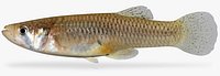 Gambusia affinis Western Mosquitofish