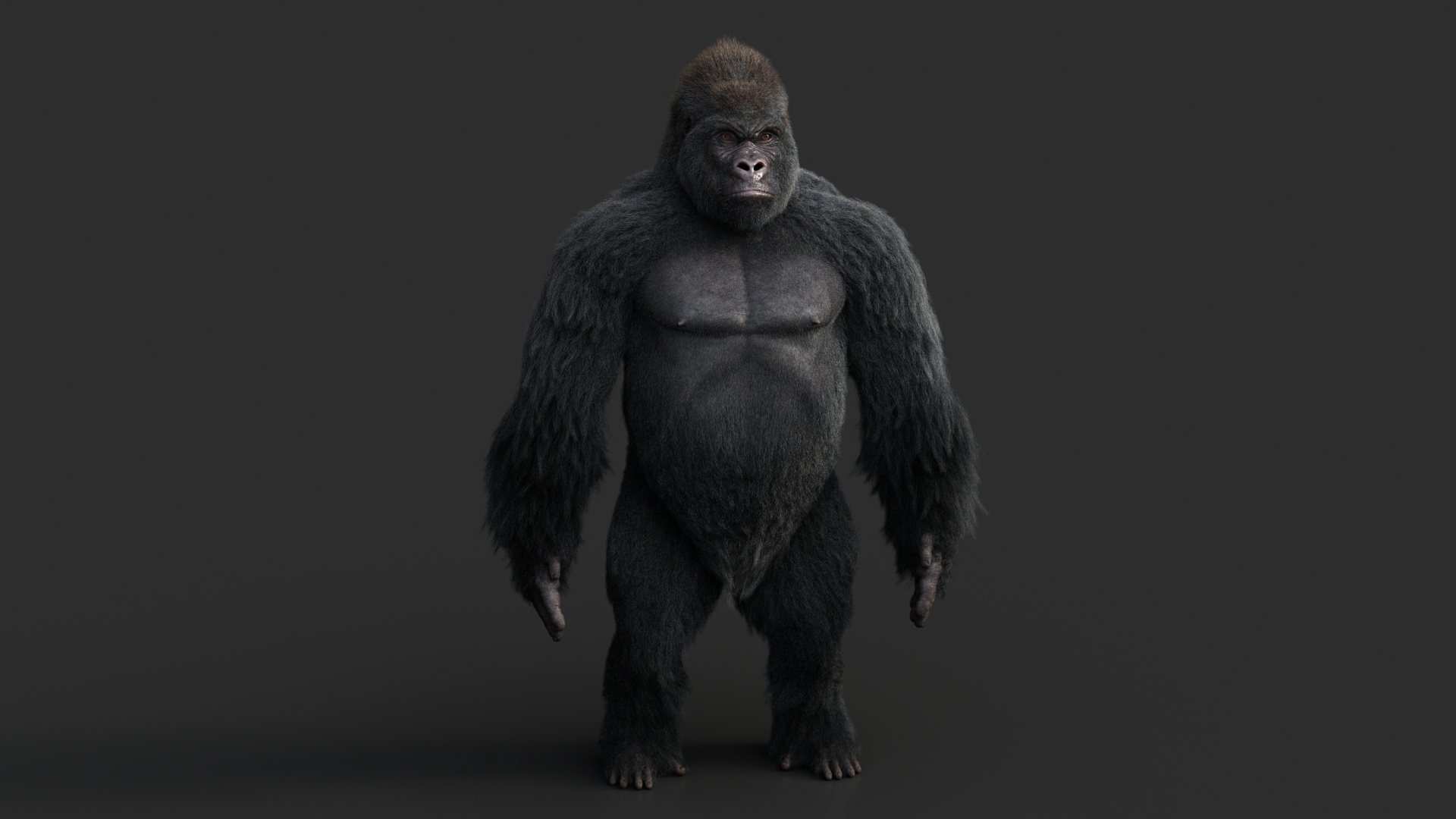 gorilla rig xgen-core model https://p.turbosquid.com/ts-thumb/eQ/lS5jns/1RJJcysU/turn/jpg/1607248254/1920x1080/turn_fit_q99/2292b6a6452f9999d77ba4034c098ec182f1187a/turn-1.jpg