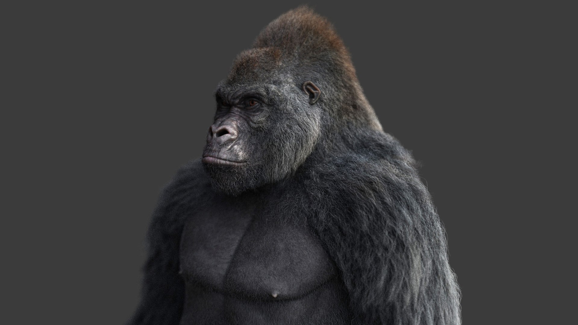 gorilla rig xgen-core model https://p.turbosquid.com/ts-thumb/eQ/lS5jns/s8/07/jpg/1607247274/1920x1080/fit_q87/6d5332934ec2b49856f8dc2ac17f193924a1324a/07.jpg