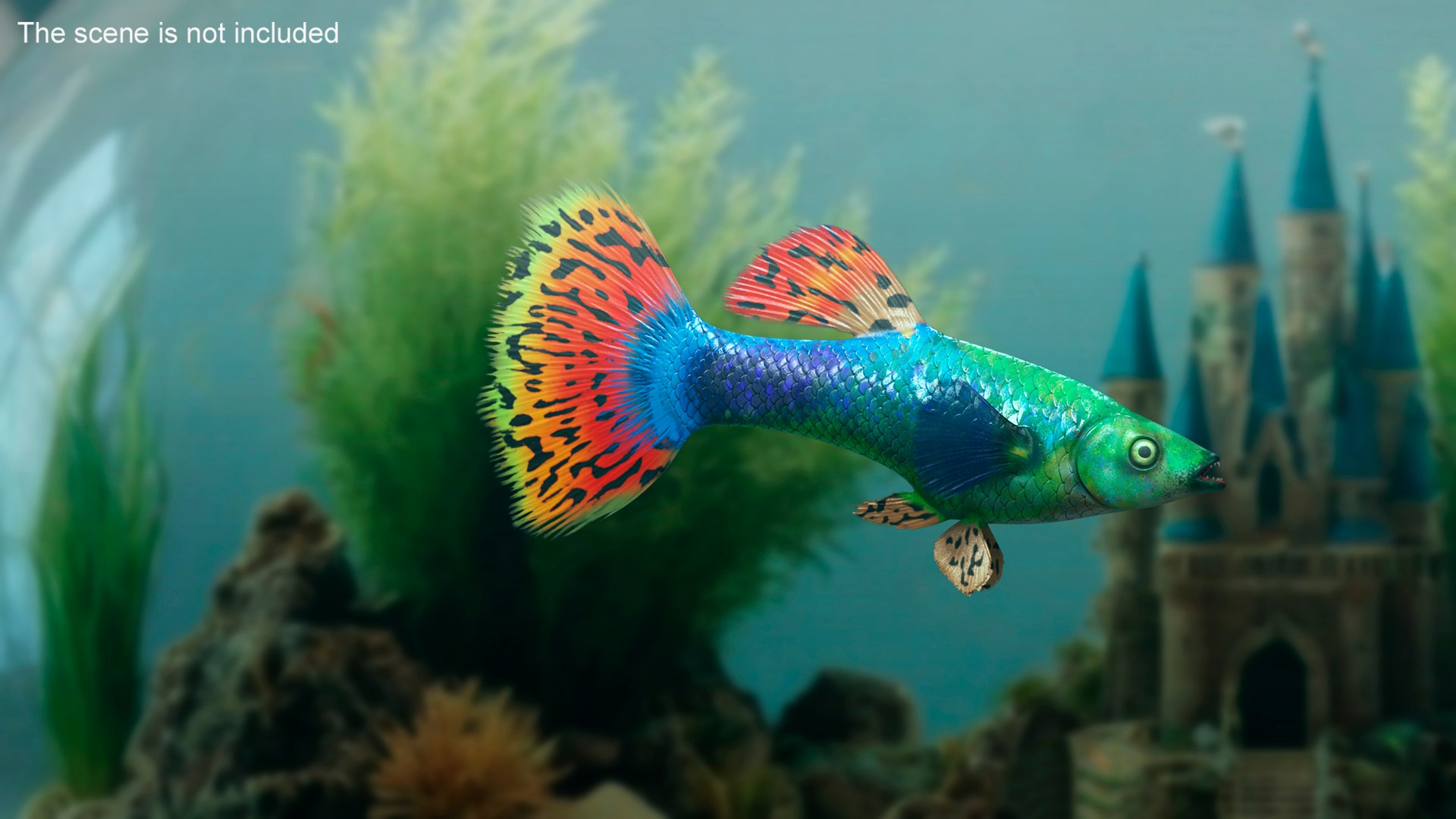 Aquarium Fish Collection 2 3D model https://p.turbosquid.com/ts-thumb/eQ/qGo5R9/Qp/guppyfishreddragonc4dmodel002/jpg/1788581159/1920x1080/fit_q87/184ad9511b385017b0df45280aeef21616f4fcce/guppyfishreddragonc4dmodel002.jpg