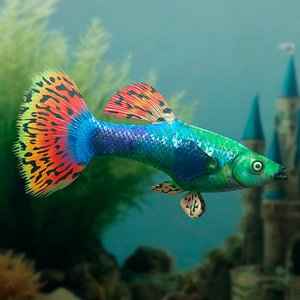 Guppy Fish Red Dragon 3D model