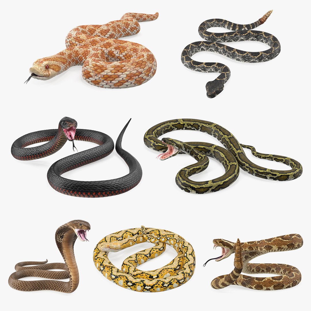 Python snake dark brown colour snake 3D model - TurboSquid 1958339