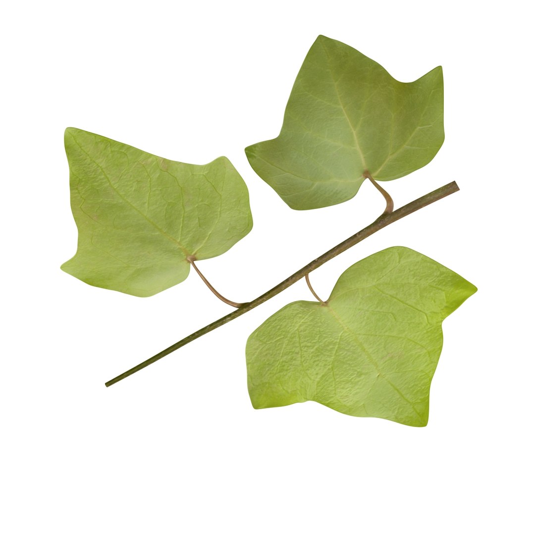 ivy leaf 3d model https://p.turbosquid.com/ts-thumb/eR/5jfQzC/0MOsHYQI/07/jpg/1486641408/1920x1080/fit_q87/1b62fe7e99cdbbd428cfde9eb9f31e54808f5bb1/07.jpg