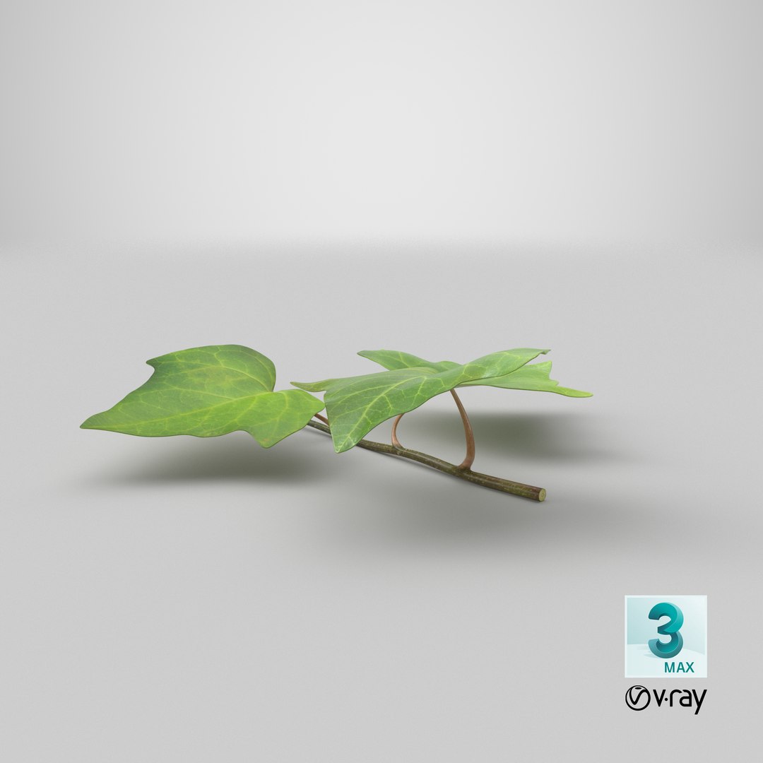 ivy leaf 3d model https://p.turbosquid.com/ts-thumb/eR/5jfQzC/IG/stemcell_max_vray_render/png/1727116624/1920x1080/fit_q87/fa536ff06b568b2e0b94930e16a451ef9c3c1e40/stemcell_max_vray_render.jpg