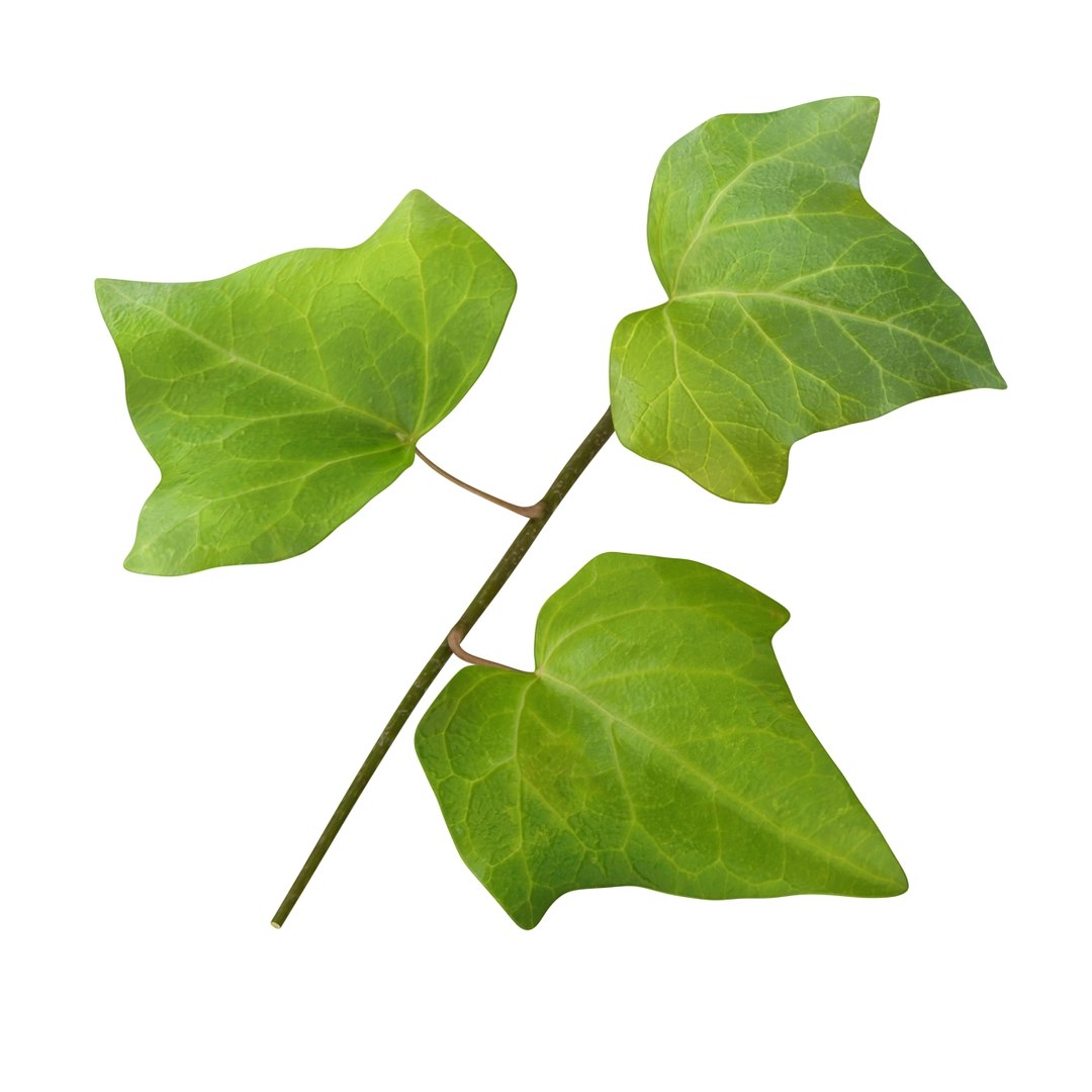ivy leaf 3d model https://p.turbosquid.com/ts-thumb/eR/5jfQzC/OoijHJVY/05/jpg/1486641408/1920x1080/fit_q87/e319a5a8f0a9a9ac68732c420122af5b2c9c9e8a/05.jpg