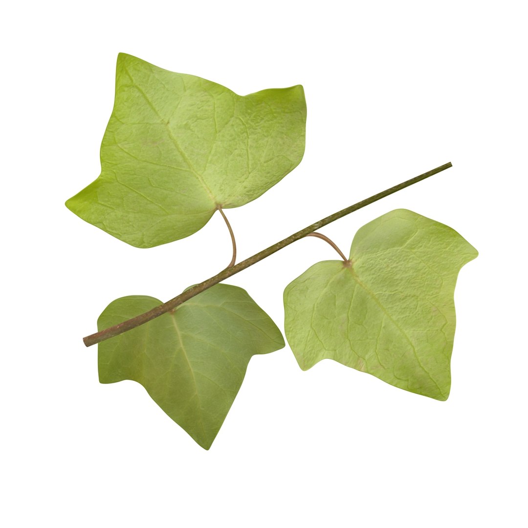 ivy leaf 3d model https://p.turbosquid.com/ts-thumb/eR/5jfQzC/UoaOazP8/08/jpg/1486641408/1920x1080/fit_q87/cc96473648577c867c65b501ddfbcad87d0a7b04/08.jpg