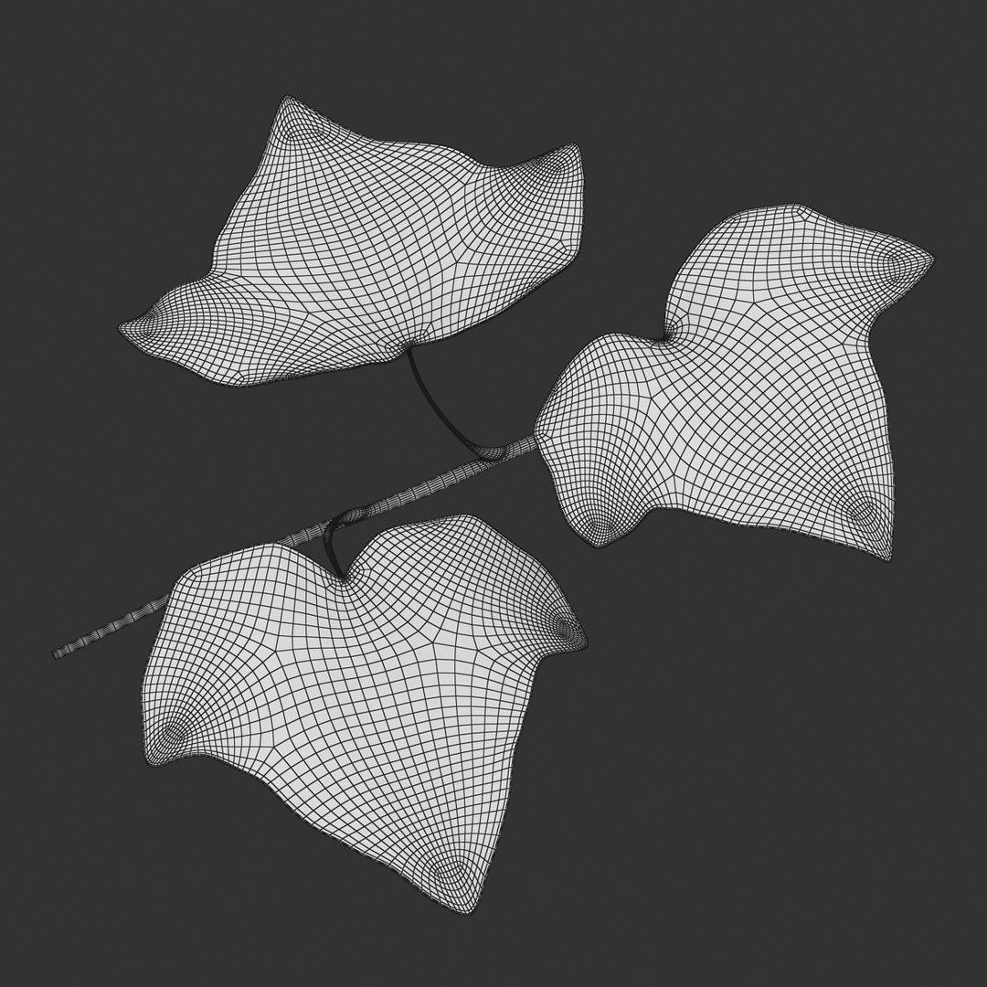 ivy leaf 3d model https://p.turbosquid.com/ts-thumb/eR/5jfQzC/YbgY27cq/14/jpg/1486641408/1920x1080/fit_q87/a960627f7f7a1cd4bbc9fe54360c926b247fec45/14.jpg