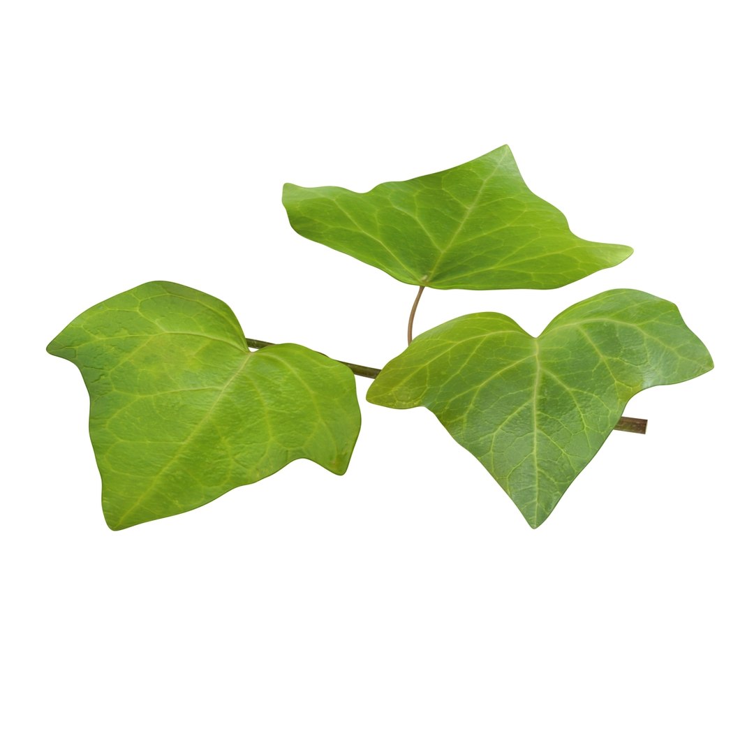 ivy leaf 3d model https://p.turbosquid.com/ts-thumb/eR/5jfQzC/bUO2etyE/06/jpg/1486641408/1920x1080/fit_q87/36d274231fa9e89a5b39e95e1c62e3342c48f3f7/06.jpg