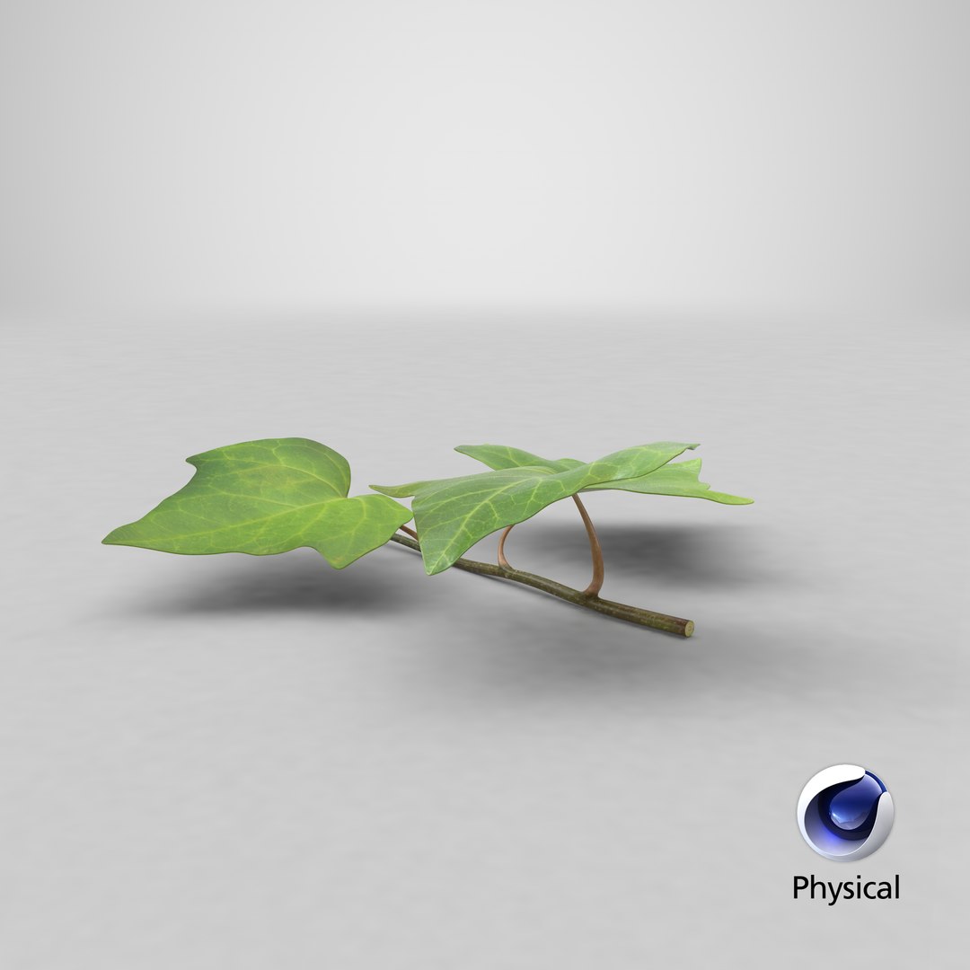 ivy leaf 3d model https://p.turbosquid.com/ts-thumb/eR/5jfQzC/jH/stemcell_cinema_4d_physical_render/png/1727116632/1920x1080/fit_q87/20df7696ae50df2332b77cfddb34d1e1507a45c0/stemcell_cinema_4d_physical_render.jpg