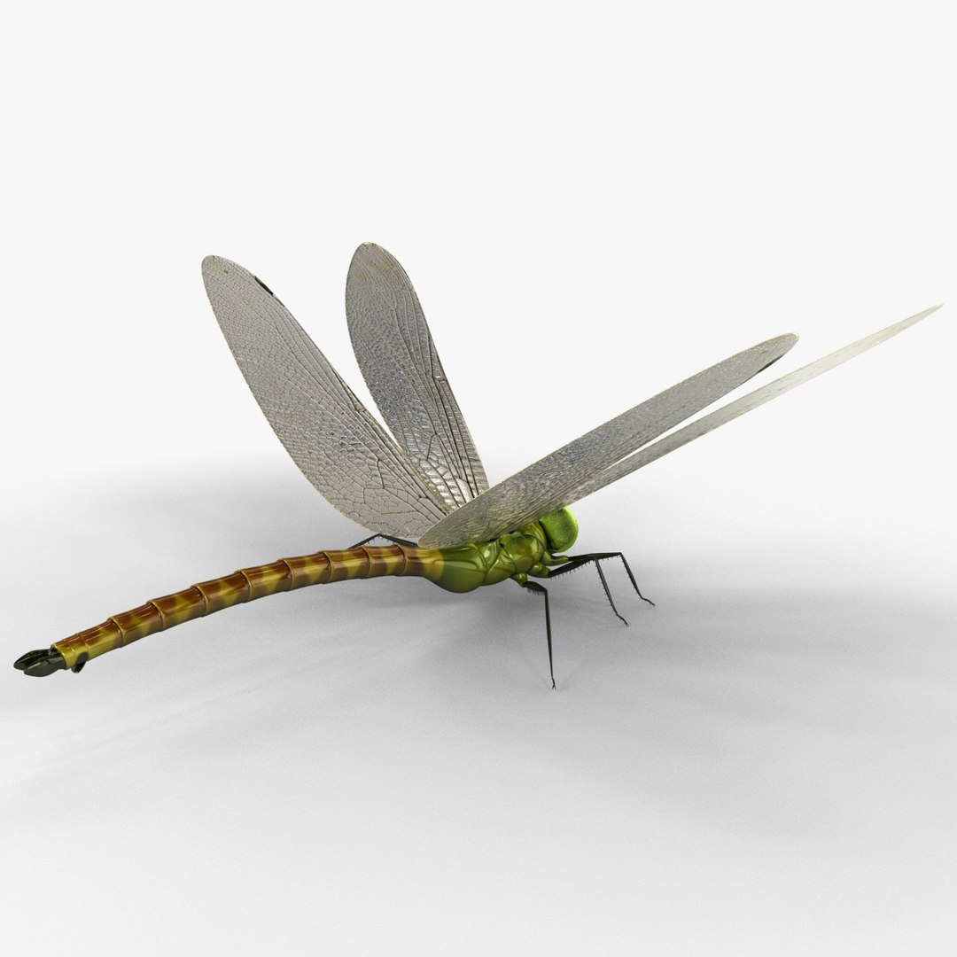 3d model dragon https://p.turbosquid.com/ts-thumb/eR/8N9VXf/4AGwqbYr/dragonfly_10/jpg/1376597357/1920x1080/fit_q87/4bc0959a0e10c986c6a9bc1ce00c00af28627e76/dragonfly_10.jpg