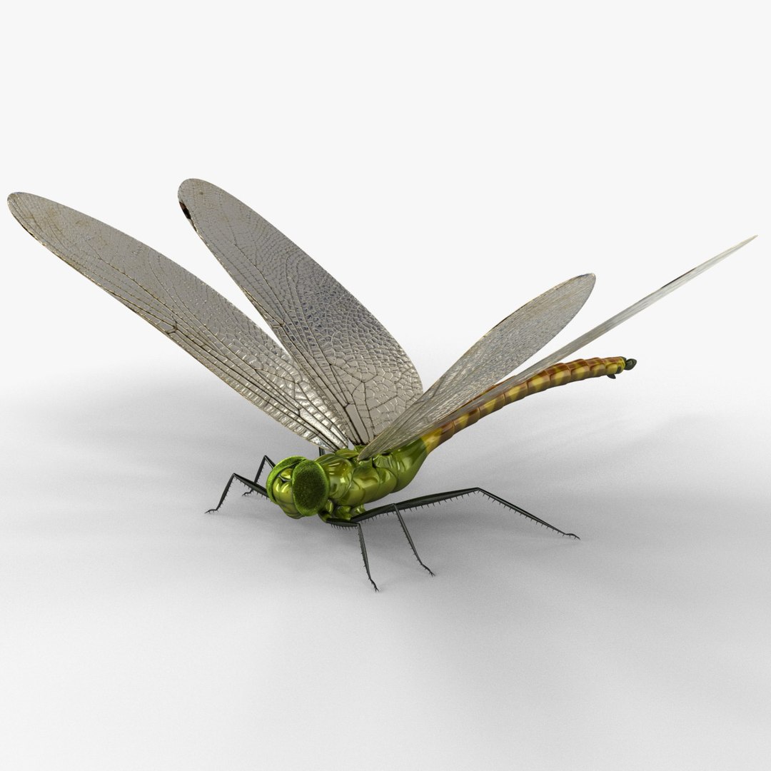 3d model dragon https://p.turbosquid.com/ts-thumb/eR/8N9VXf/93b4BAQX/dragonfly_7/jpg/1376597330/1920x1080/fit_q87/c094b0c10bb5d7fb04fd6ac08e44e3438fdbc0e2/dragonfly_7.jpg