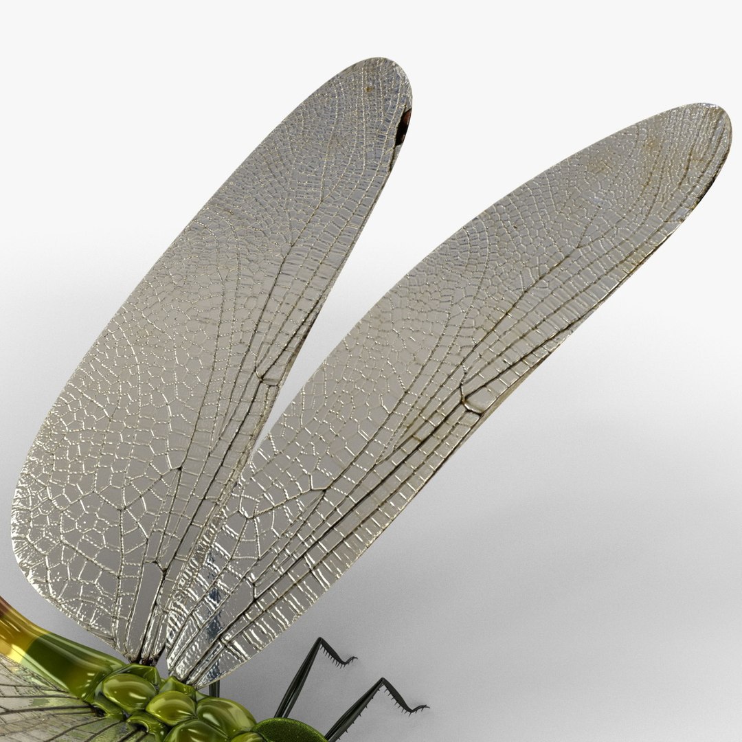 3d model dragon https://p.turbosquid.com/ts-thumb/eR/8N9VXf/HJmMTHeJ/dragonfly_17/jpg/1376597419/1920x1080/fit_q87/200d6f42c8b63fa418021e5f8e24a5284b0d86af/dragonfly_17.jpg