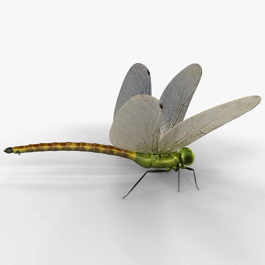 3d model dragon https://p.turbosquid.com/ts-thumb/eR/8N9VXf/dPvhhzGj/dragonfly_9/jpg/1376597346/1920x1080/fit_q87/d9372984cc10e231189acddabca78ac7759c6939/dragonfly_9.jpg
