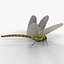 Libellula