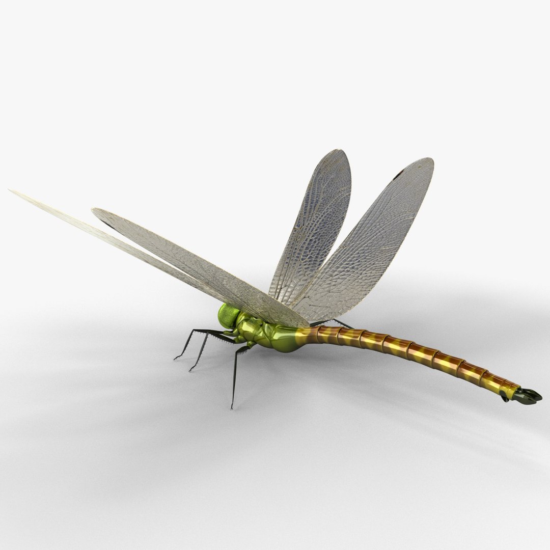 3d model dragon https://p.turbosquid.com/ts-thumb/eR/8N9VXf/dT3zFHDO/dragonfly_11/jpg/1376597364/1920x1080/fit_q87/d8b7f10bfe81bf8779758ed3291b0803209f98e1/dragonfly_11.jpg